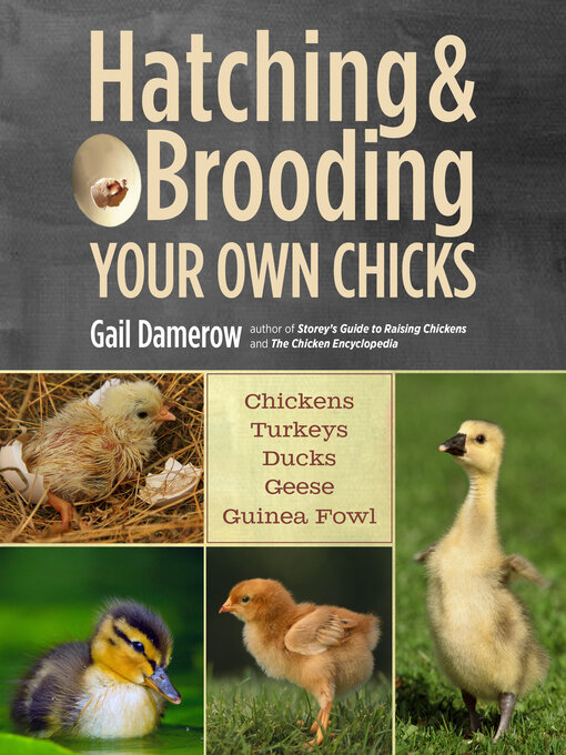 Title details for Hatching & Brooding Your Own Chicks by Gail Damerow - Wait list